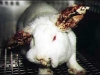 peta5.jpg
