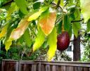 Die Avocado ist die Frucht des Avocadobaums. ©emdot/Flickr