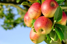 Erntereife farbenfrohe Äpfel am Ast