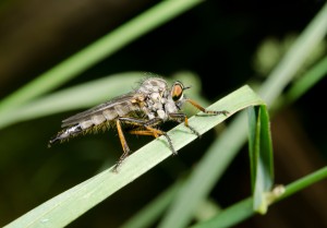 Der Artikel erzählt von natürlichen Insektenschutzarten.