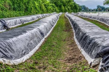 Smart Farming: Spargel-Kontrolle per App möglich