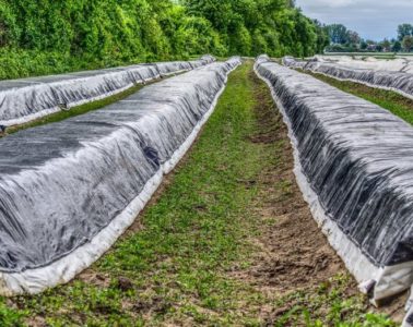 Smart Farming: Spargel-Kontrolle per App möglich