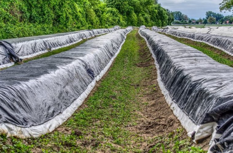 Smart Farming: Spargel-Kontrolle per App möglich